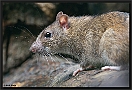 Bruine Rat, Brown Rat, Rattus norvegicus Location: Hof van Twente, the Netherlands bruine rat MG 2785 kopie